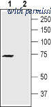 Alomone Labs APC-167 image 1