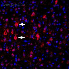 Alomone Labs APC-167 image 2