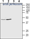 Alomone Labs APC-169 image 1