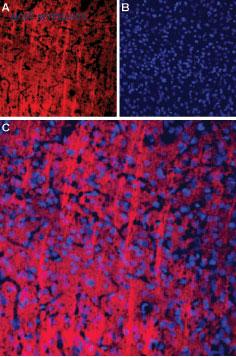 Alomone Labs APR-003-AR image 1