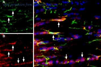 Alomone Labs APR-004-AO image 1
