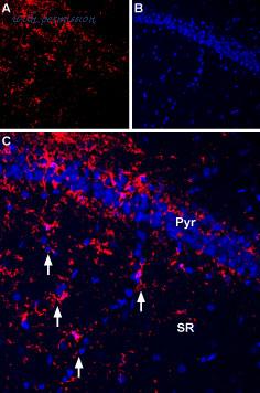 Alomone Labs APR-004-AO image 2