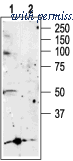 Alomone Labs APR-005 image 1