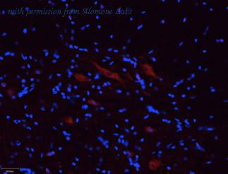 Alomone Labs APR-005 image 2