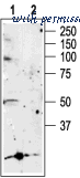 Alomone Labs APR-005 image 3