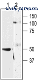 Alomone Labs APR-015 image 3