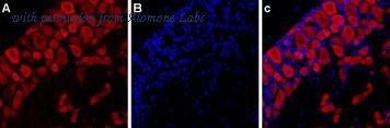 Alomone Labs APR-016-AR image 1
