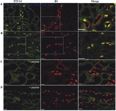 Alomone Labs APR-018 image 3