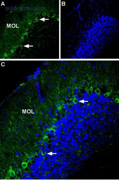 Alomone Labs APR-022 image 2