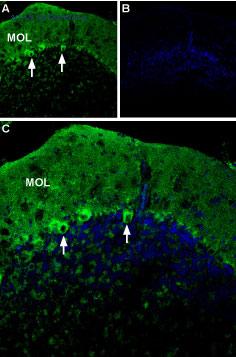 Alomone Labs APR-022-AG image 2