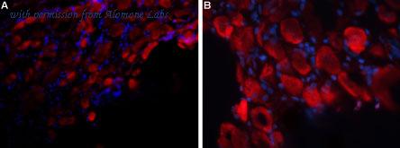 Alomone Labs APR-026 image 2