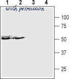 Alomone Labs APR-027 image 2