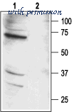 Alomone Labs APR-032 image 2
