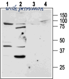 Alomone Labs APR-032 image 3