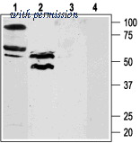 Alomone Labs APR-034 image 1
