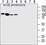 Alomone Labs APR-034-F image 3