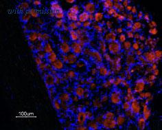 Alomone Labs APR-041 image 2