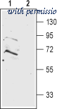 Alomone Labs APR-042 image 1