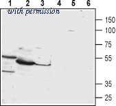 Alomone Labs APR-051 image 1