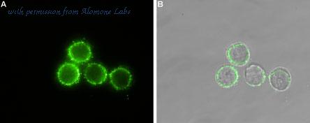 Alomone Labs APR-051 image 3