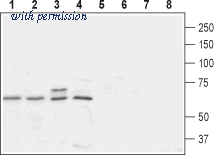 Alomone Labs APR-054 image 1