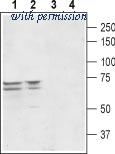 Alomone Labs APR-070 image 1