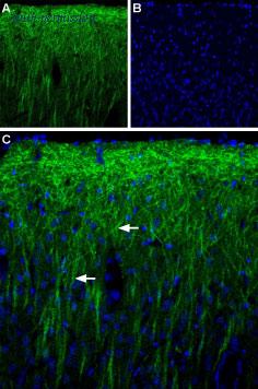 Alomone Labs APR-070 image 2