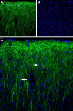 Alomone Labs APR-070 image 3
