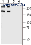 Alomone Labs APR-081 image 1