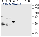 Alomone Labs APR-102 image 1