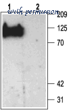 Alomone Labs APZ-002 image 2