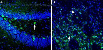 Alomone Labs APZ-026 image 2
