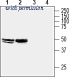 Alomone Labs APZ-027 image 1