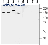 Alomone Labs APZ-031 image 1