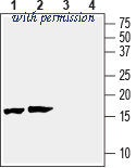 Alomone Labs APZ-036 image 1