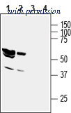 Alomone Labs APZ-045 image 1