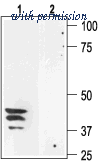 Alomone Labs AQP-003 image 1