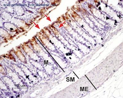 Alomone Labs AQP-003 image 2