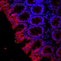 Alomone Labs AQP-003-AR image 1