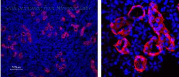 Alomone Labs AQP-003-AR image 2
