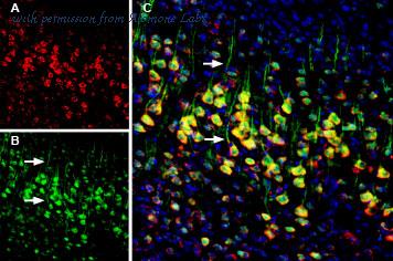 Alomone Labs AQP-003-AR image 3