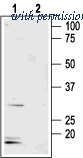Alomone Labs AQP-008 image 1
