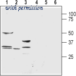 Alomone Labs AQP-009 image 1