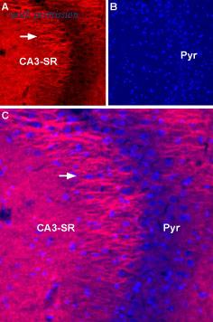 Alomone Labs ASC-002-AR image 1