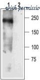 Alomone Labs ASC-004 image 1