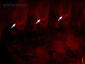 Alomone Labs ASC-004 image 2