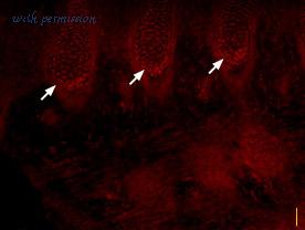 Alomone Labs ASC-004 image 3