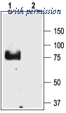 Alomone Labs ASC-011 image 1