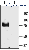 Alomone Labs ASC-011 image 2