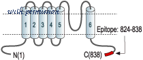 Alomone Labs ASC-011 image 3